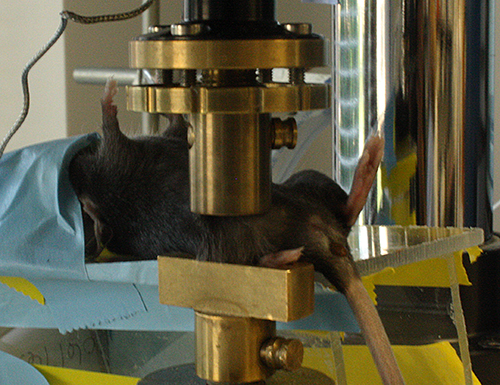 Mouse under anesthesia